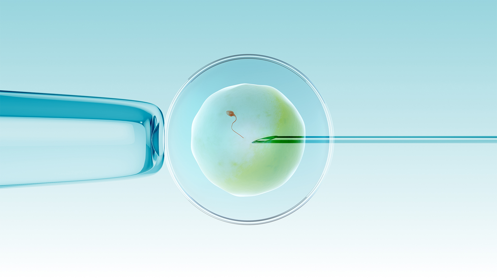 ICSI时机如何影响受精：卵母细胞后熟期与胚胎发育的生物学对话